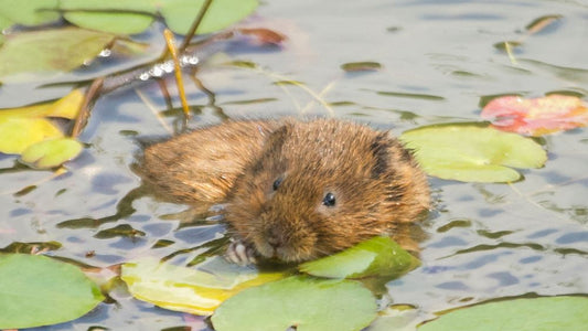 PFAS i vilda djur – ny studie väcker oro