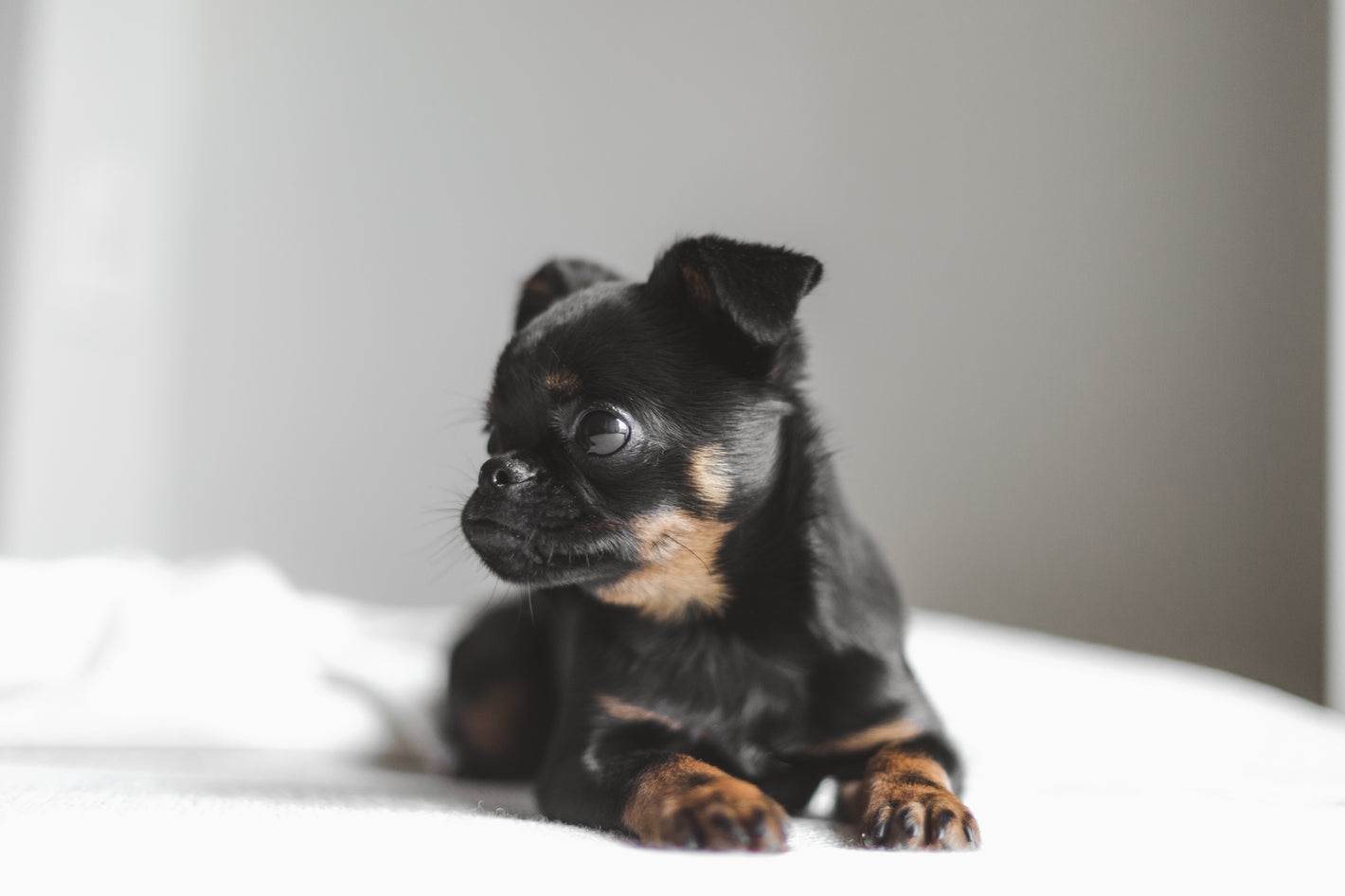 hund