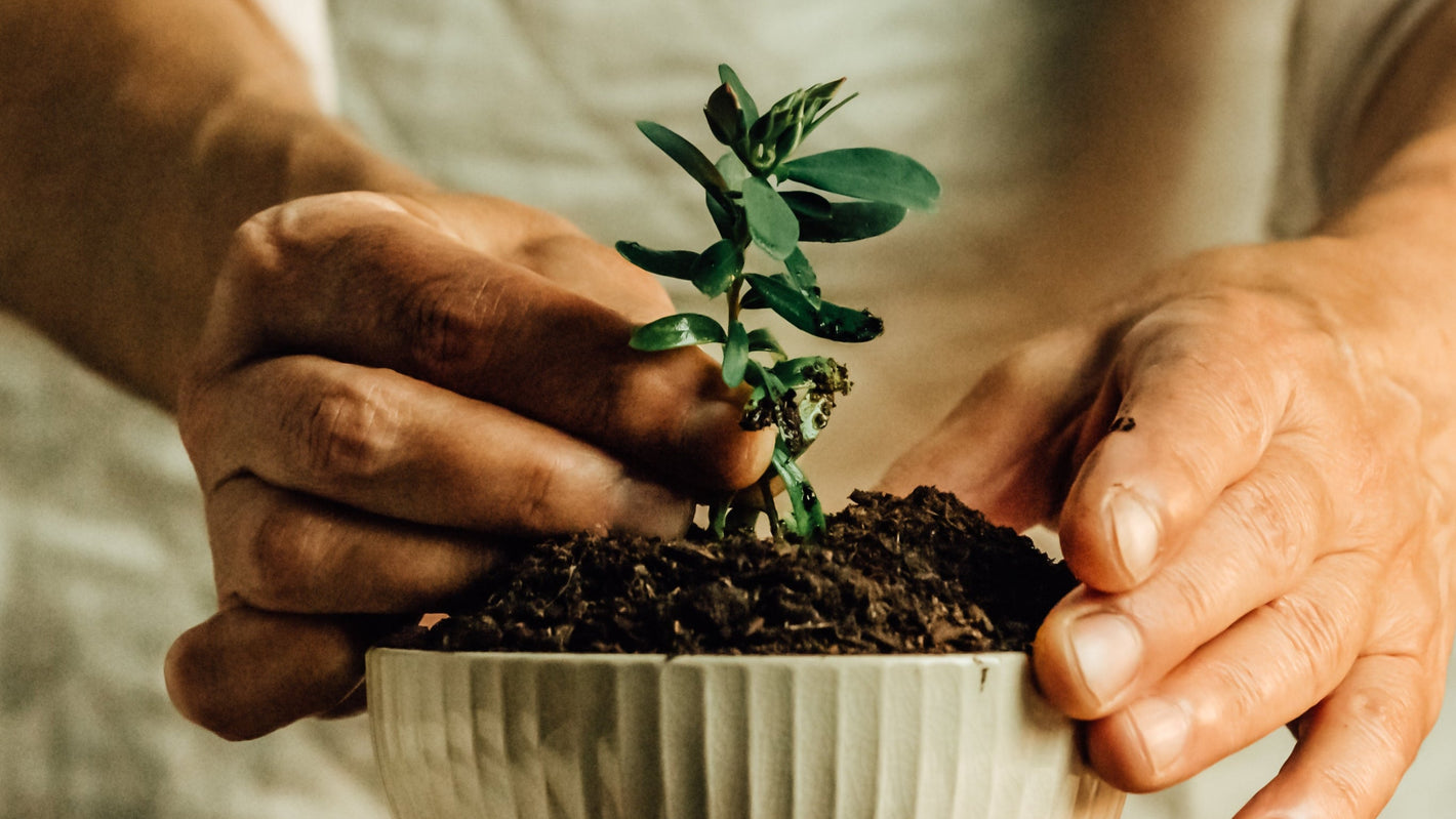plantor växer av rent vatten